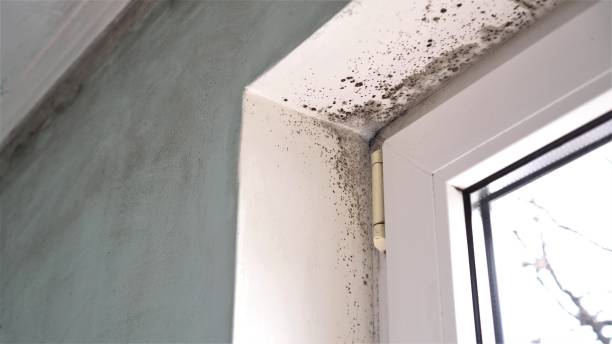 Best Toxic Mold Removal  in Upper Greenwood Lake, NJ