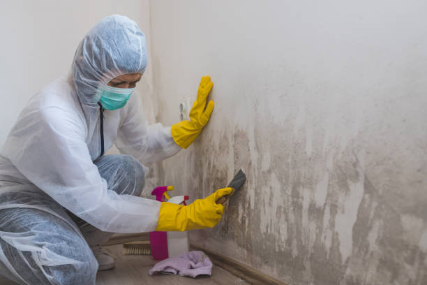 Certified Mold Removal in Upper Greenwood Lake, NJ